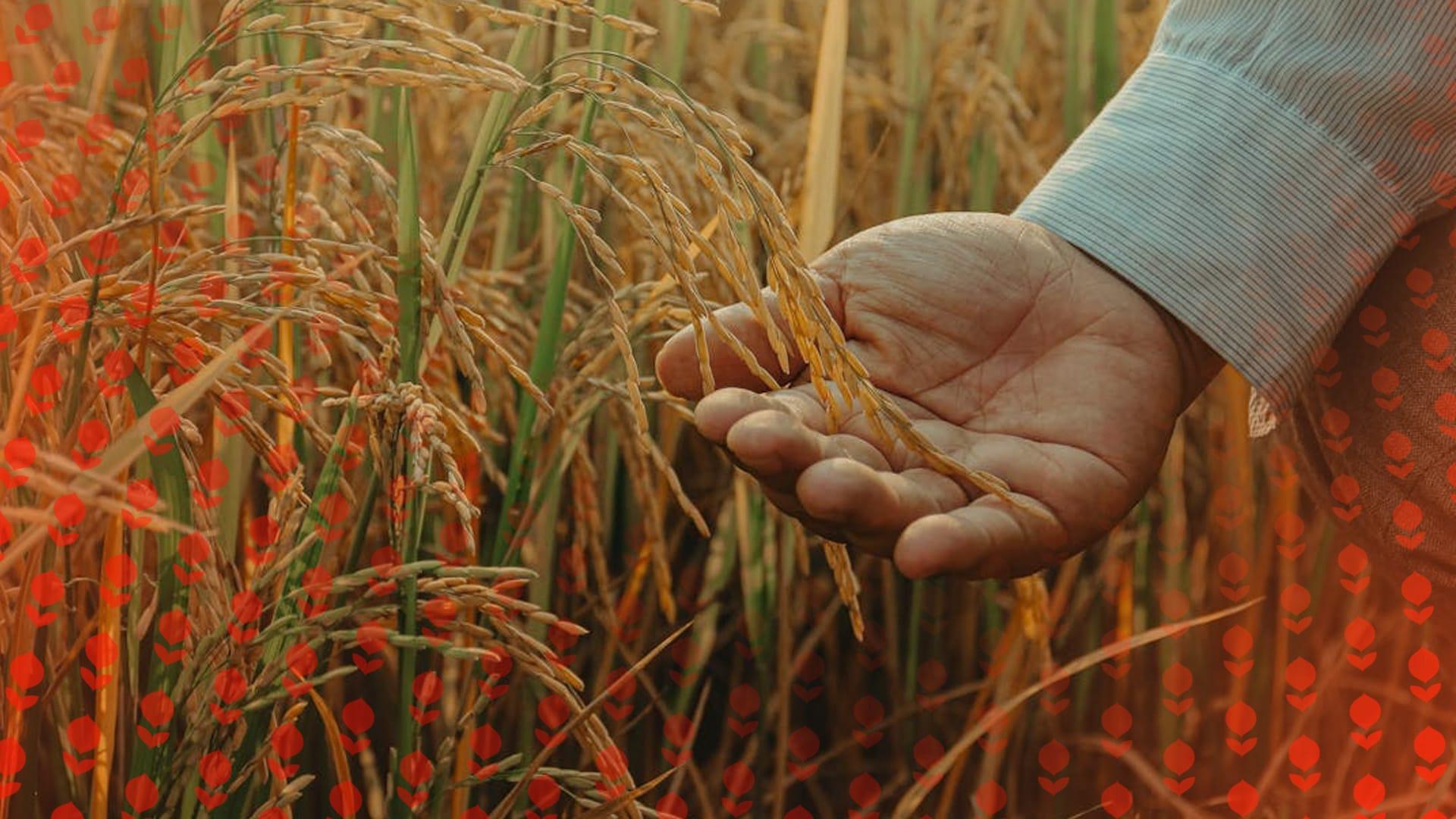 More Choice Process Step 1