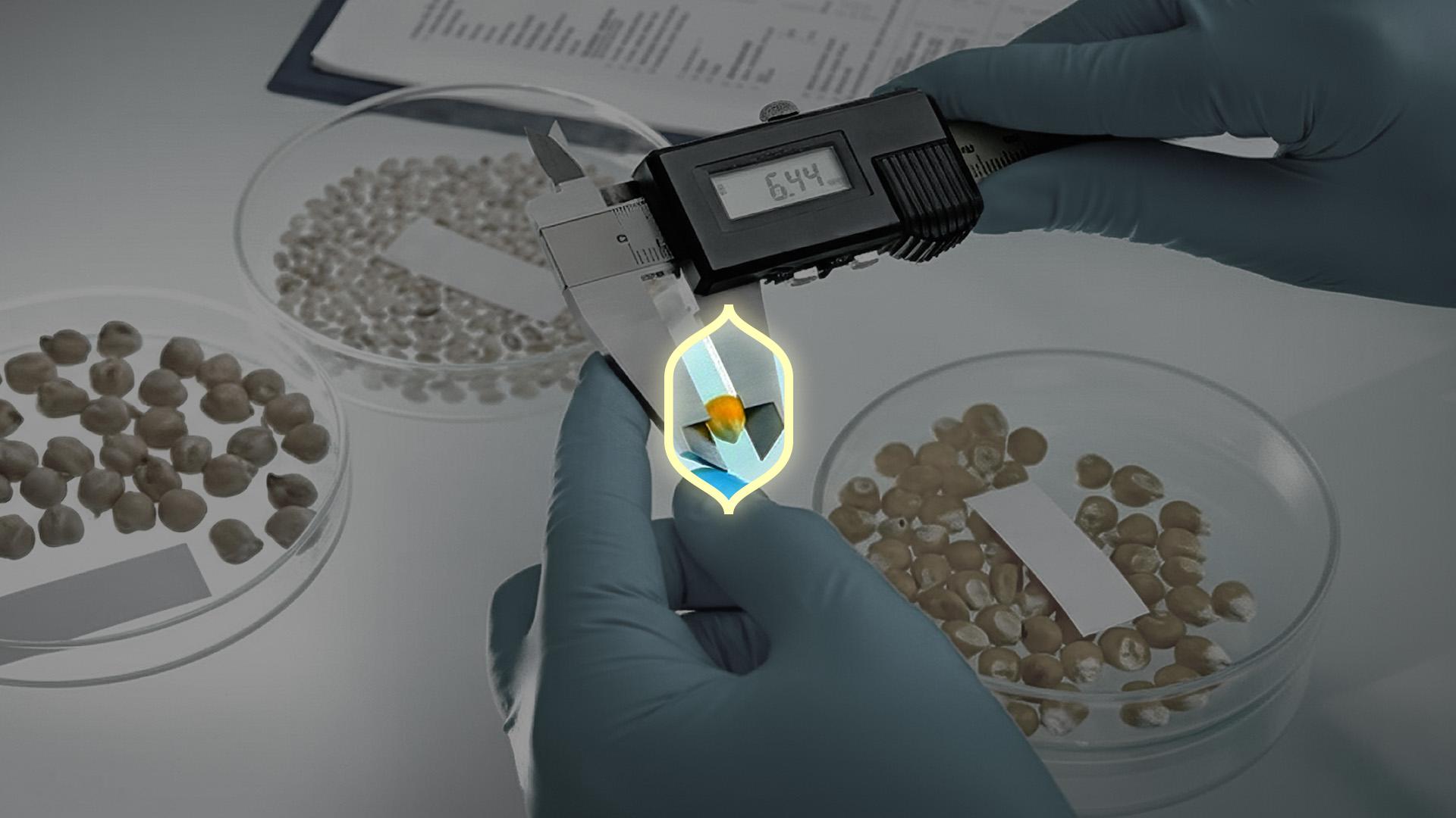 More Selecta Process Step 2