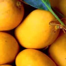 Mangoes