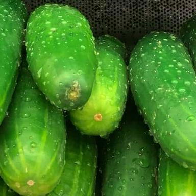 Cucumbers